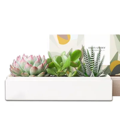 Verdant Garden Succulent Plants Gift