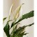Bloomscape Peace Lily Plant in Eco Pot