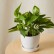 Bloomscape Golden Pothos in Eco Pot