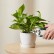 Bloomscape Golden Pothos in Eco Pot