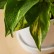 Bloomscape Golden Pothos in Eco Pot