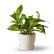 Bloomscape Golden Pothos in Eco Pot