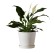 Bloomscape Peace Lily Plant in Eco Pot