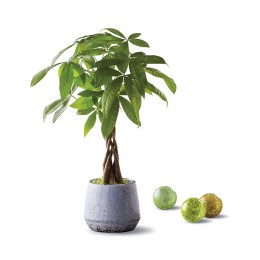 Harry & David - Money Tree Plant