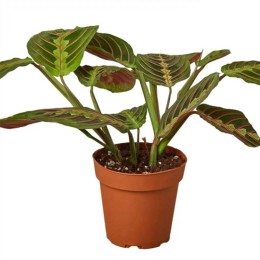 The Marla Red Prayer House Plant