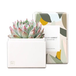 Lula's Garden Bliss Garden Succulent Plant Gift