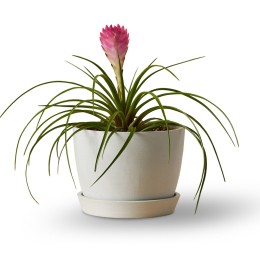 Bloomscape Bromeliad Summer Plant in Eco Pot