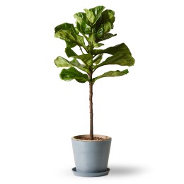 Bloomscape Fiddle Leaf Fig Plant in Eco Pot