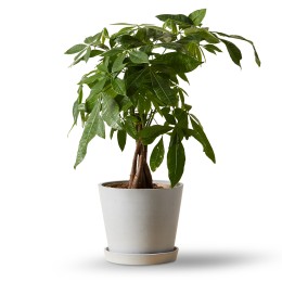 Bloomscape Money Tree Braid Plant in Eco Pot