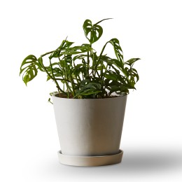 Bloomscape Monstera Adansonii Plant in Eco Pot