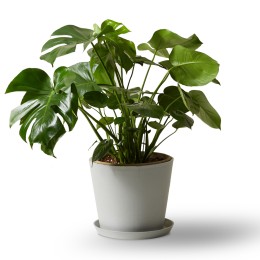Bloomscape Monstera Plant in Eco Pot