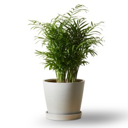 Bloomscape Parlor Palm Plant in Eco Pot