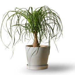 Bloomscape Ponytail Palm Plant in Eco Pot