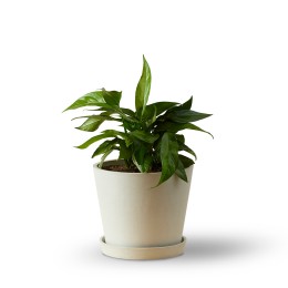 Bloomscape Baltic Blue Pothos Plant in Eco Pot
