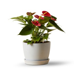 Bloomscape Red Anthurium Plant in Eco Pot