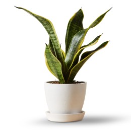 Bloomscape Snake Plant in Eco Pot