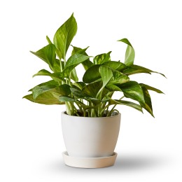 Bloomscape Golden Pothos in Eco Pot