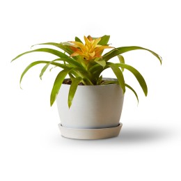 Bloomscape Bromeliad Guzmania Yellow Plant in Eco Pot