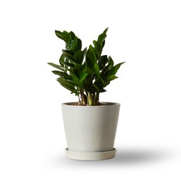 Bloomscape ZZ Plant in Eco Pot