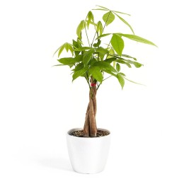 Money Tree in Eco Pot - 4"