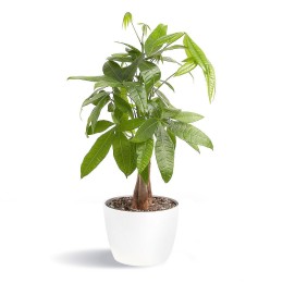 Money Tree in Eco Pot - 6"