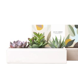 Lula's Garden Jewel Garden Succulent Plants Gift