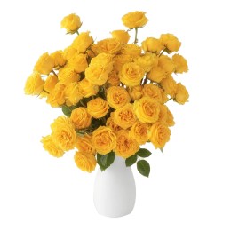 Lemon Lace Roses - 18 Stems (With Vase)
