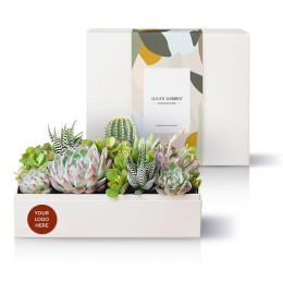 Lula's Garden Lush Garden Succulent Plants Gift - Custom