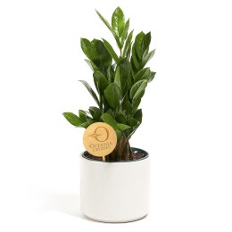 ZZ Plant Kit - 6"