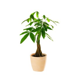 Small Money Tree in Chai Eco Pot
