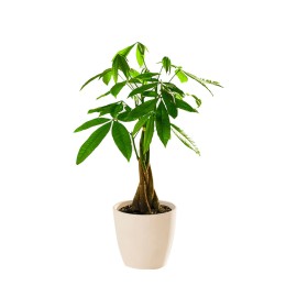 Small Money Tree in Eco Pot