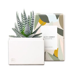 Lula's Garden Petite Zebra Garden Succulent Plant Gift