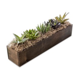 Olive & Cocoa® Giselle Succulents in Wood Trough