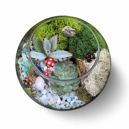 Complete Terrarium Building Kit - Two Plants