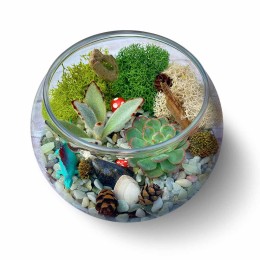 Complete Terrarium Building Kit - Four Plants