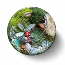 Complete Terrarium Building Kit - Three Plants