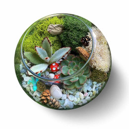 Complete Terrarium Building Kit - Three Plants