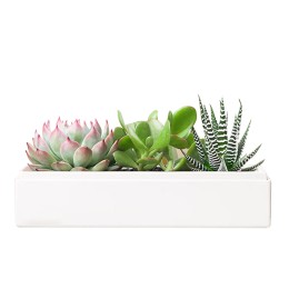 Lula's Garden Verdant Garden Succulent Plants Gift