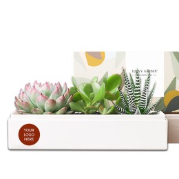 Lula's Garden Verdant Garden Succulent Plants Gift - Custom
